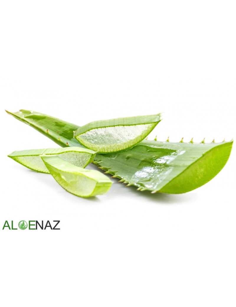 Aloe Vera Yaprak 1 Kğ